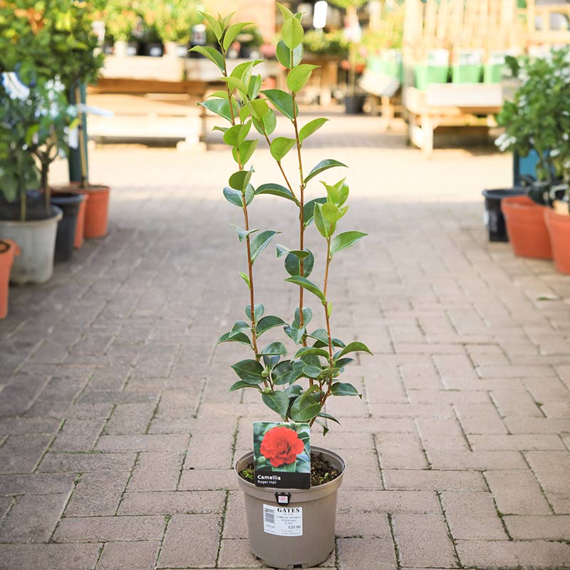Camellia japonica 'Roger Hall' (3 litre pot) image 0