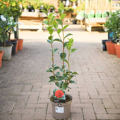 Camellia japonica 'Roger Hall' (3 litre pot) image 0