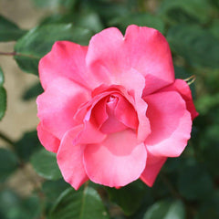 Whartons Roses ‘Galway Bay’ Climbing Rose (4-Litre Pot) image 0