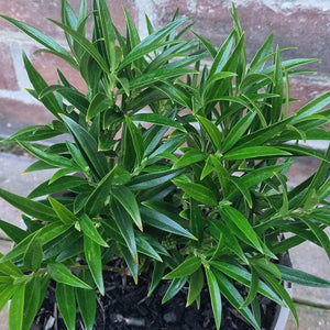 Sarcococca ‘Ghorepani’ (3-Litre Pot) image 1