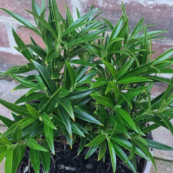 Sarcococca ‘Ghorepani’ (3-Litre Pot) image 1