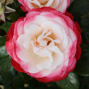 Whartons Roses ‘Nostalgia’ Hybrid Tea Shrub Rose (3-Litre Pot) image 0