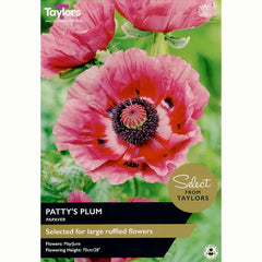 Papaver (Oriental Group) 'Patty's Plum' (1 Bulb) image 0