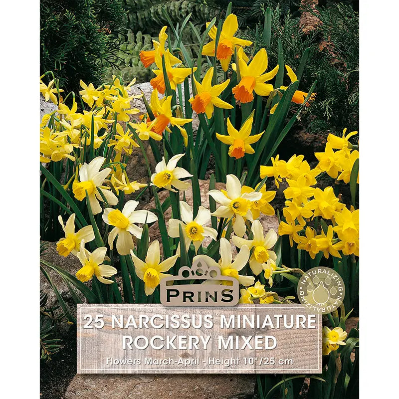 Narcissus 'Miniature Rockery Mixed' Daffodils (25 bulbs) image 0