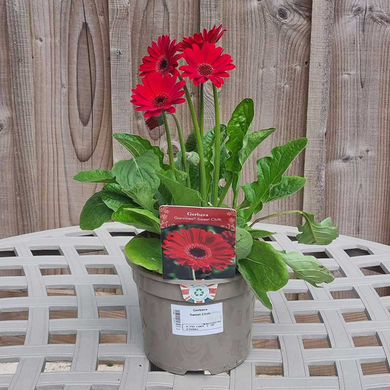 Gerbera ‘Sweet Chilli’ (2-Litre Pot) image 0