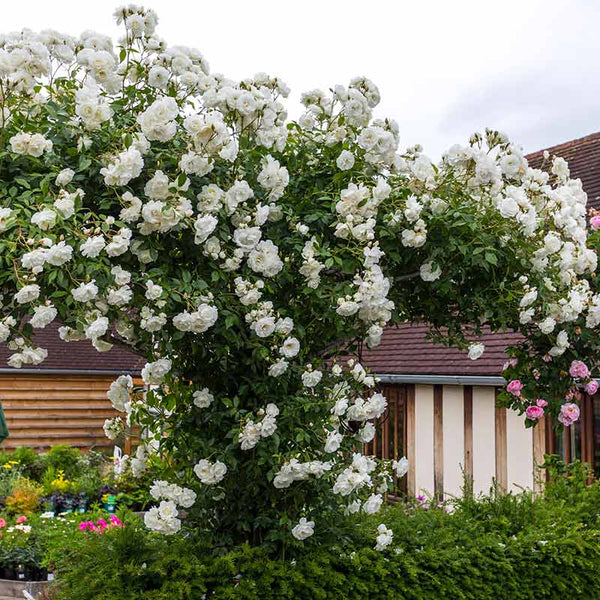 David Austin Iceberg® Climbing Rose (6-Litre Pot) image 3