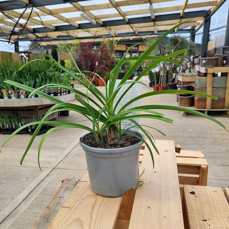 Agapanthus ‘Black Jack’ image 0
