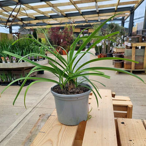 Agapanthus ‘Black Jack’ image 1