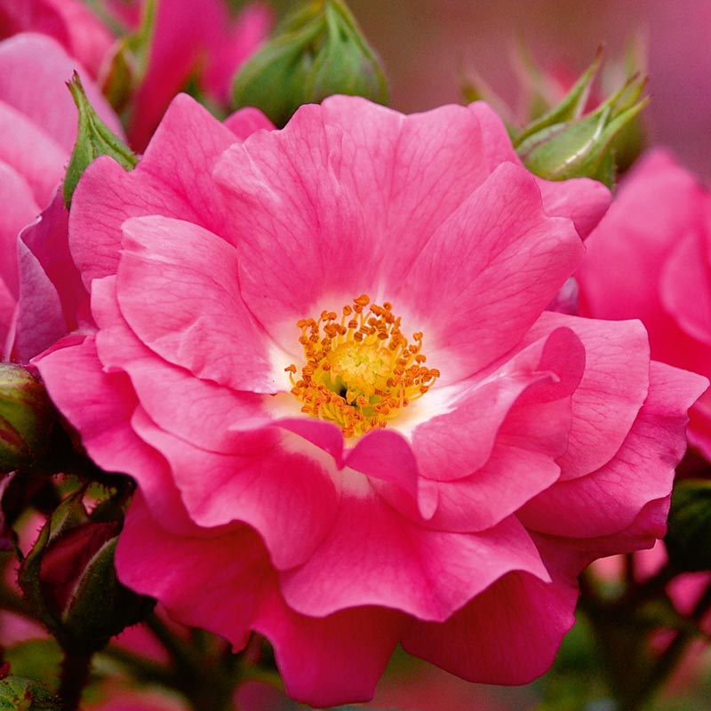 Whartons Roses ‘Flower Carpet Pink’ Ground Cover Rose (3-Litre Pot) image 0