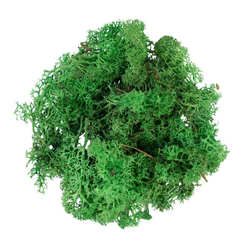 My Village Green Reindeer Moss (50g) image 0