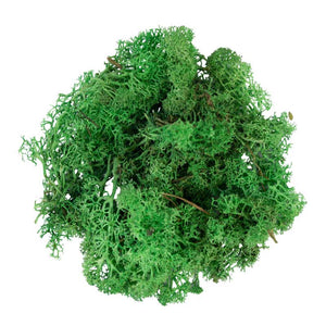 My Village Green Reindeer Moss (50g) image 0
