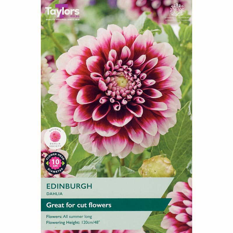 Dahlia Edinburgh (1 Bulb) image 0
