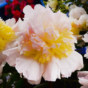 Peony 'Honey Gold' image 1
