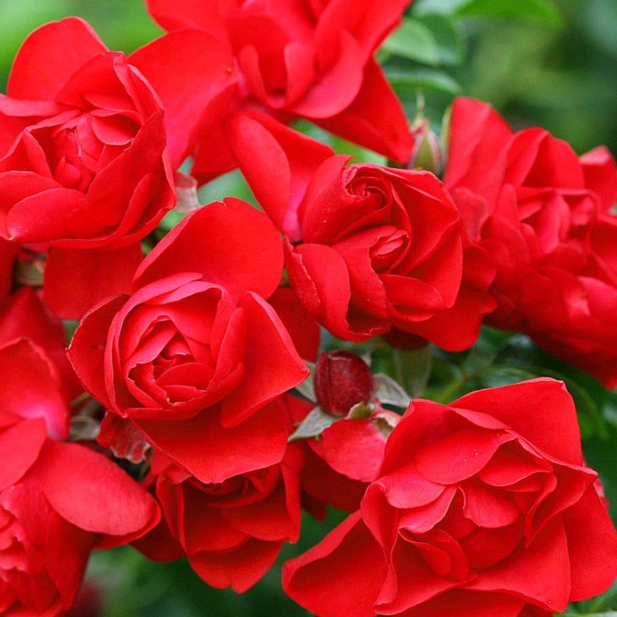 Whartons Roses ‘Flower Carpet Scarlet’ Ground Cover Rose (3-Litre Pot) image 0