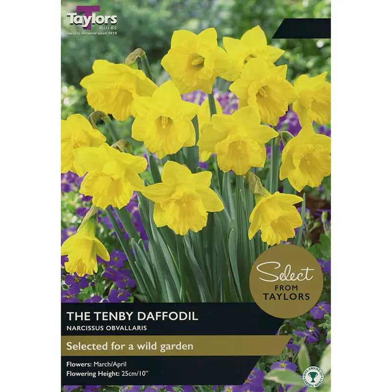 Narcissus obvallaris 'Tenby Daffodil' (10 bulbs) image 0