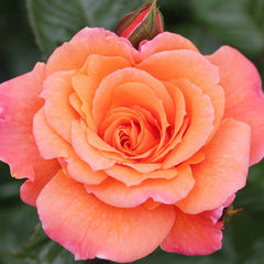 Whartons Roses ‘Scent from Heaven’ Climbing Rose (4-Litre Pot) image 0