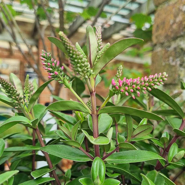 Hebe Addenda® ‘Donna Elsa’ (2-Litre Pot) image 1