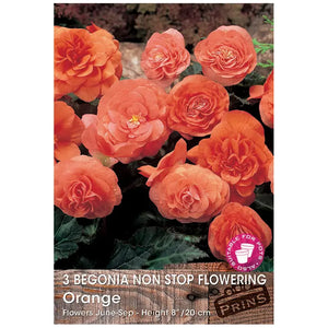 Begonia Non-stop Flowering 'Orange' (3 tubers) image 0
