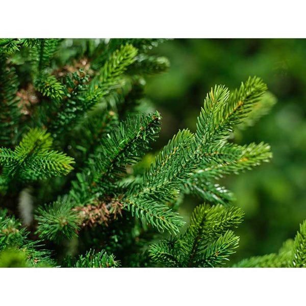 Everlands Queensland Fir Artificial Christmas Tree - 8ft image 2
