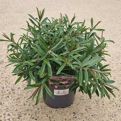 Hebe ‘Strawberries and Cream’ (2-Litre Pot) image 0