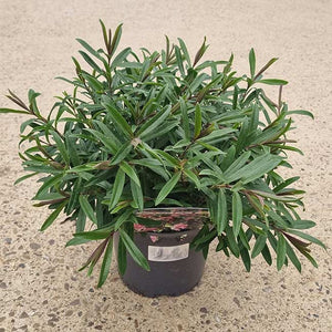 Hebe ‘Strawberries and Cream’ (2-Litre Pot) image 0