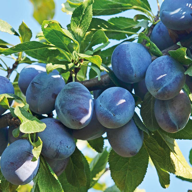Prunus insititia ‘Fairleigh Damson’ Tree (12-Litre Pot) image 0