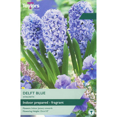 Hyacinth ‘Delft Blue’ (3 Prepared Bulbs) image 0