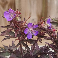 Geranium pratense Blue ‘Dark Reiter’ (3-Litre Pot) image 0