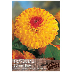 Dahlia Ball 'Sunny Boy' (1 tuber) image 0