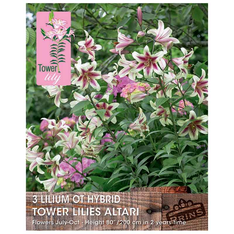 Lilium 'OT-Hybrid Tower Lilies Altari' Bulbs image 0