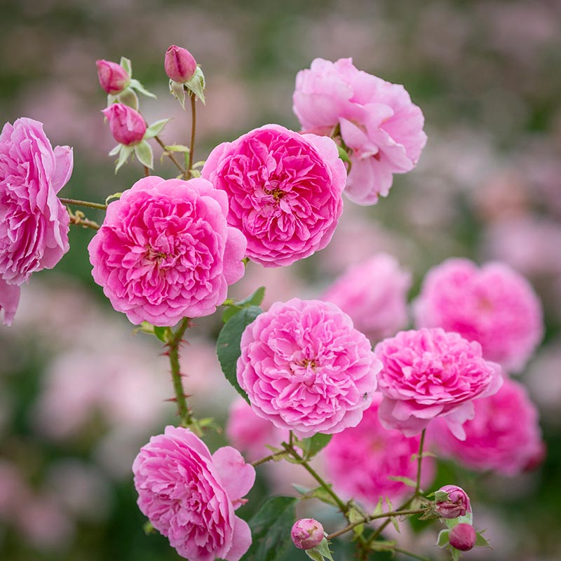 David Austin Harlow Carr® English Shrub Rose (6-Litre Pot) image 0