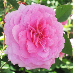 David Austin The Mayflower® English Shrub Rose (6-Litre Pot) image 0