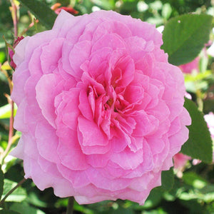 David Austin The Mayflower® English Shrub Rose (6-Litre Pot) image 0