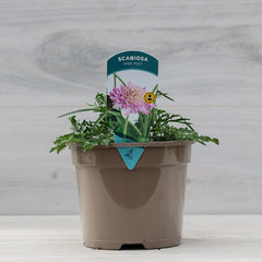 Scabiosa ‘Pink Mist’ (3-Litre Pot) image 0