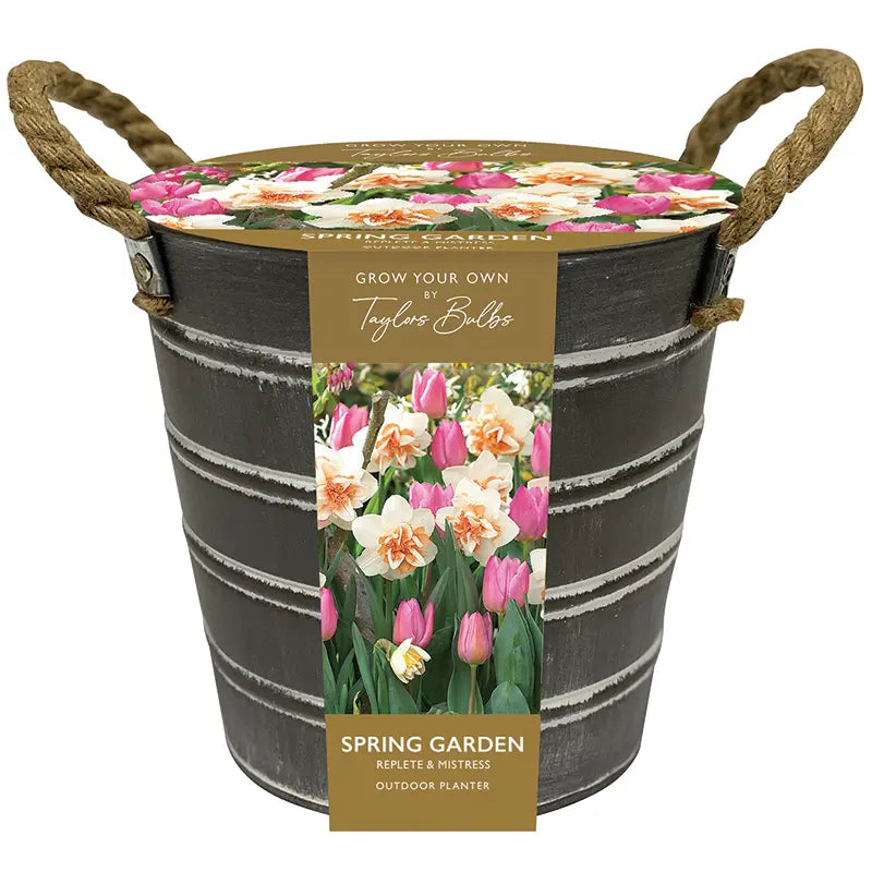 Narcissus 'Replete' & Tulip 'Mistress' Outdoor Metal Bucket Planter image 0