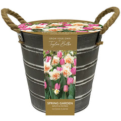 Narcissus 'Replete' & Tulip 'Mistress' Outdoor Metal Bucket Planter image 0