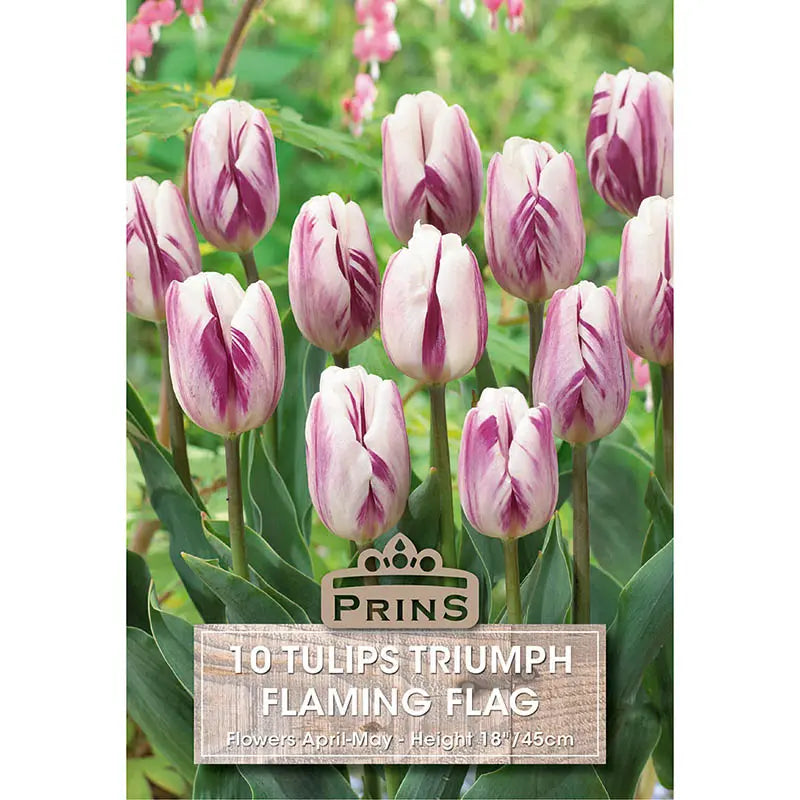 Tulip 'Flaming Flag' (10 bulbs) image 0