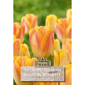 Tulip 'Salmon Dynasty' (10 bulbs) image 0