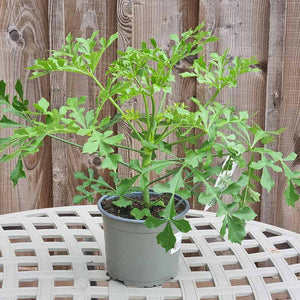 Cussonia spicata ‘Cussonic’ (2-Litre Pot) image 0