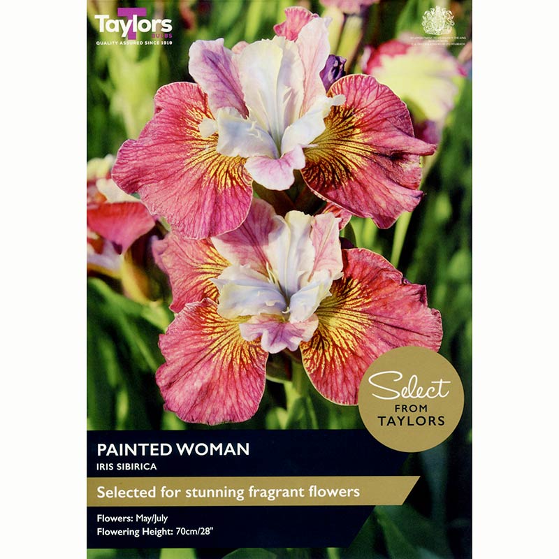 Iris ‘Painted Woman’ with Pink & Yellow Flowers (2 Bulbs) image 0