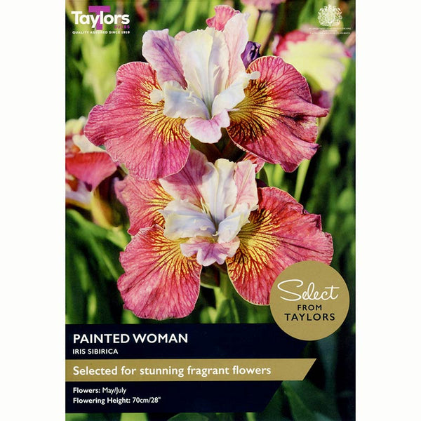 Iris ‘Painted Woman’ with Pink & Yellow Flowers (2 Bulbs) image 0