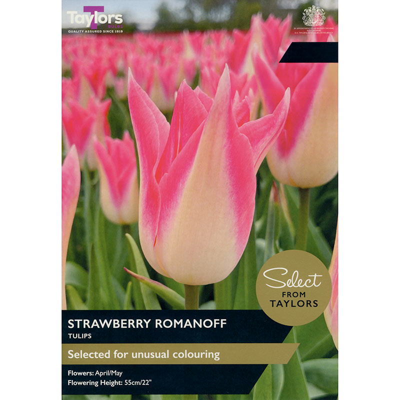 Tulip ‘Strawberry Romanoff’ (7 Bulbs) image 0