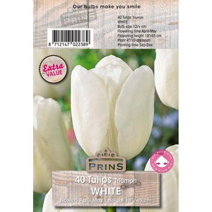Tulips Triumph ‘White’ (40 Bulbs) image 0