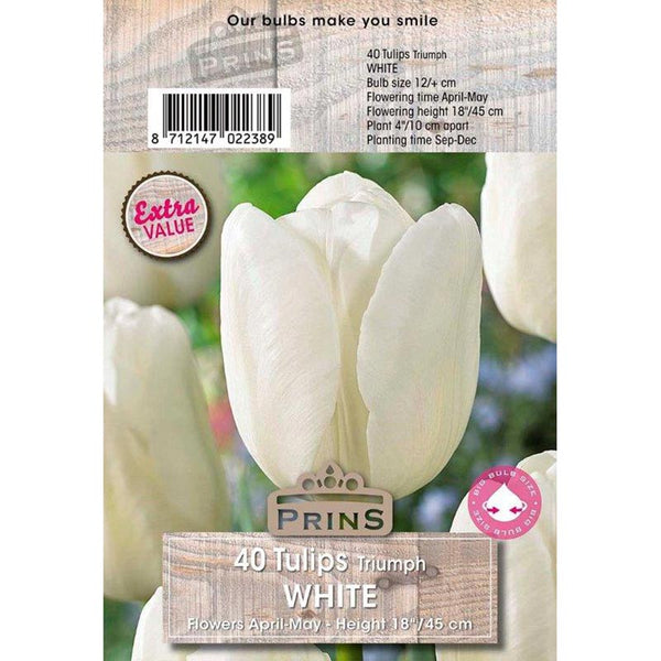 Tulips Triumph ‘White’ (40 Bulbs) image 0