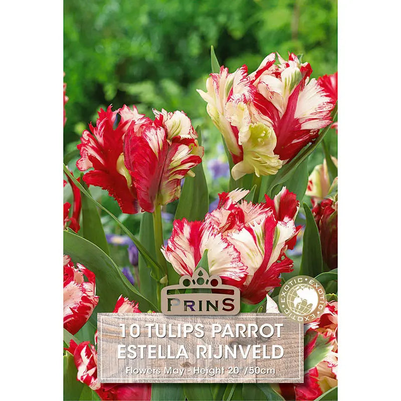 Tulip 'Estella Rijnveld' (10 bulbs) image 0