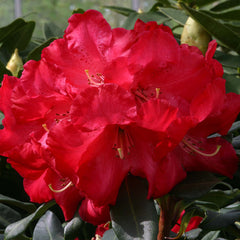 Rhododendron ‘Halfdan Lem’ (7.5-Litre Pot) image 0