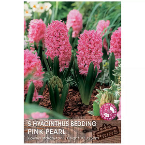 Hyacinth 'Pink Pearl' (5 bulbs) image 0