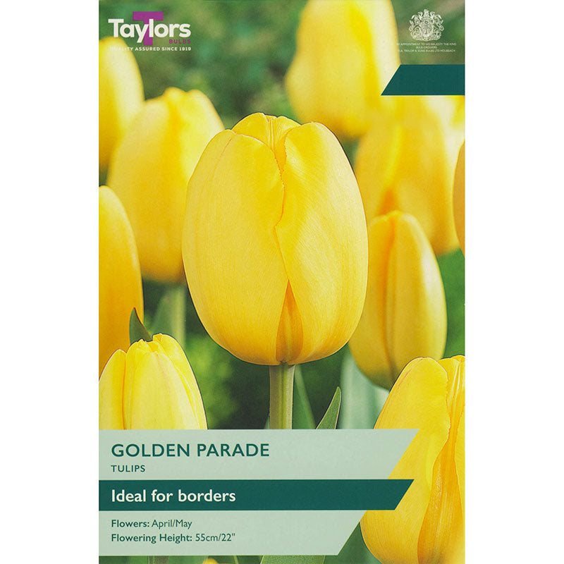 Tulip ‘Golden Parade’ (7 Bulbs) image 0