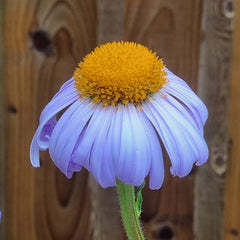 Aster tongolensis ‘Berggarten’ (3-Litre Pot) image 0