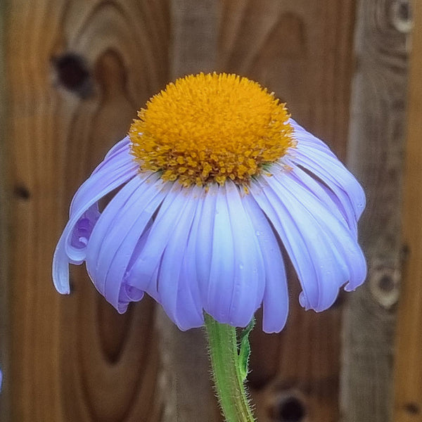 Aster tongolensis ‘Berggarten’ (3-Litre Pot) image 0